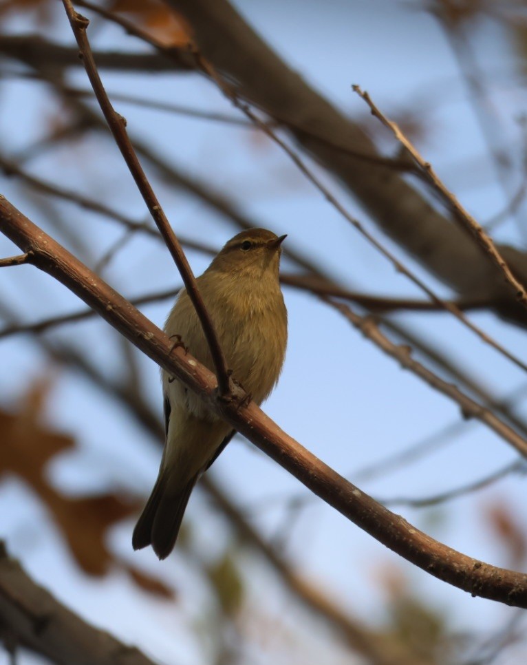 嘰喳柳鶯 - ML646302240
