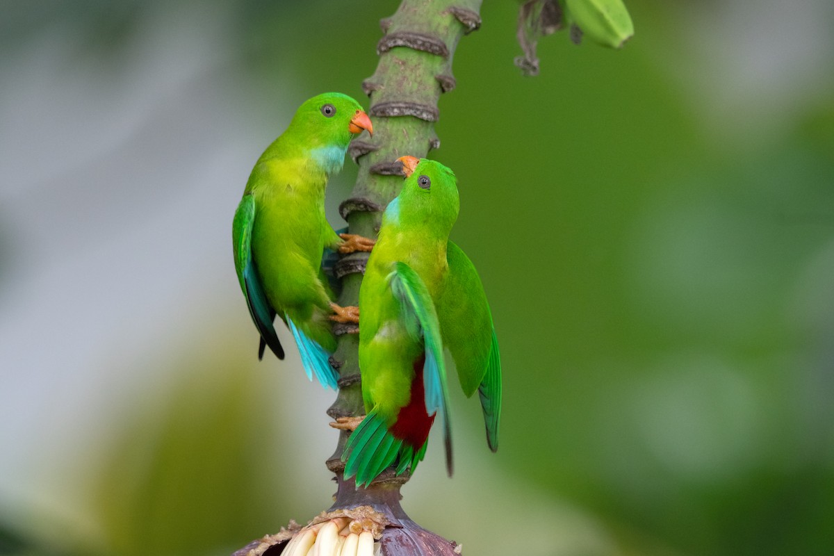 Vernal Hanging-Parrot - ML646302241
