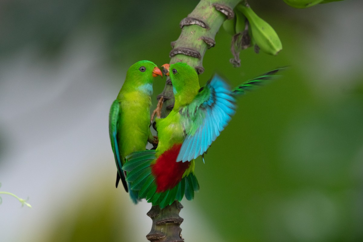 Vernal Hanging-Parrot - ML646302242