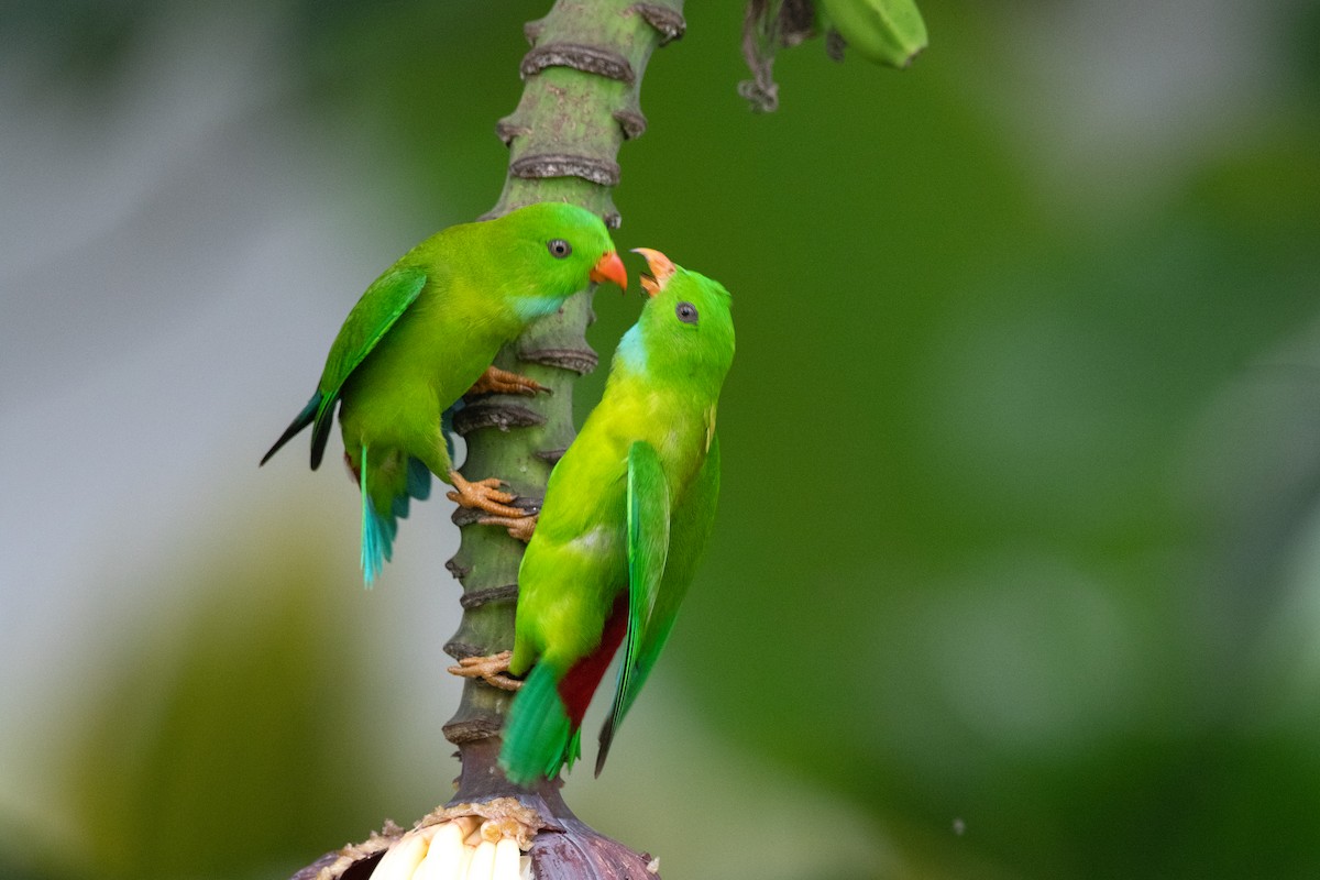 Vernal Hanging-Parrot - ML646302243