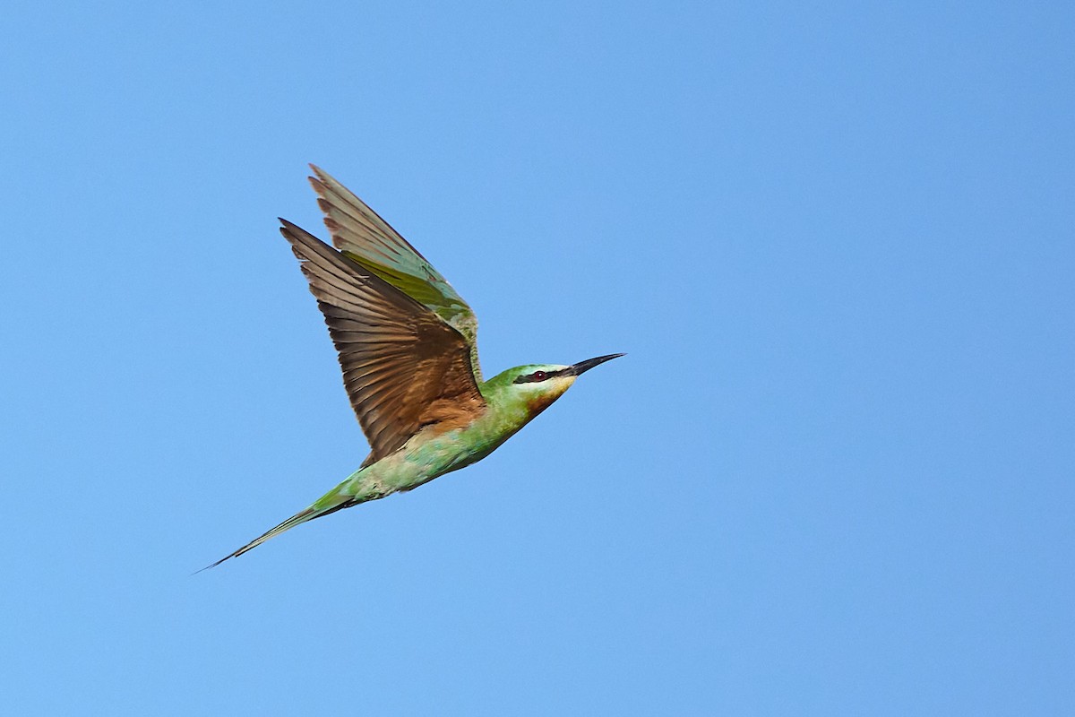 שרקרק ירוק - ML646302245
