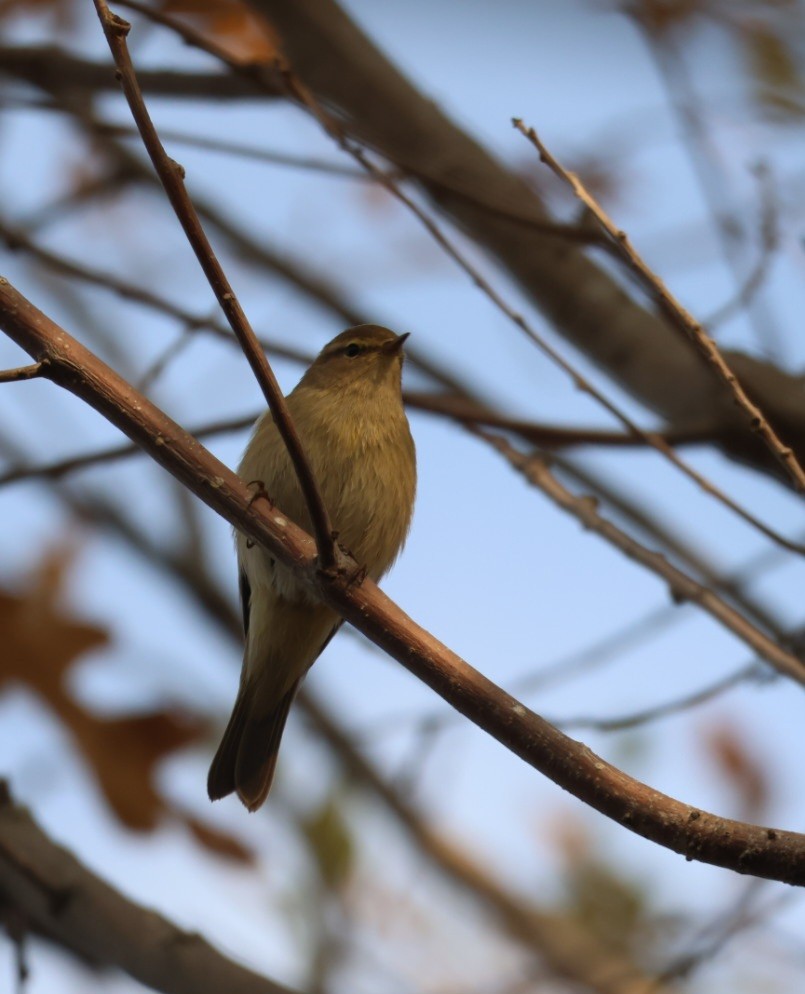 嘰喳柳鶯 - ML646302250