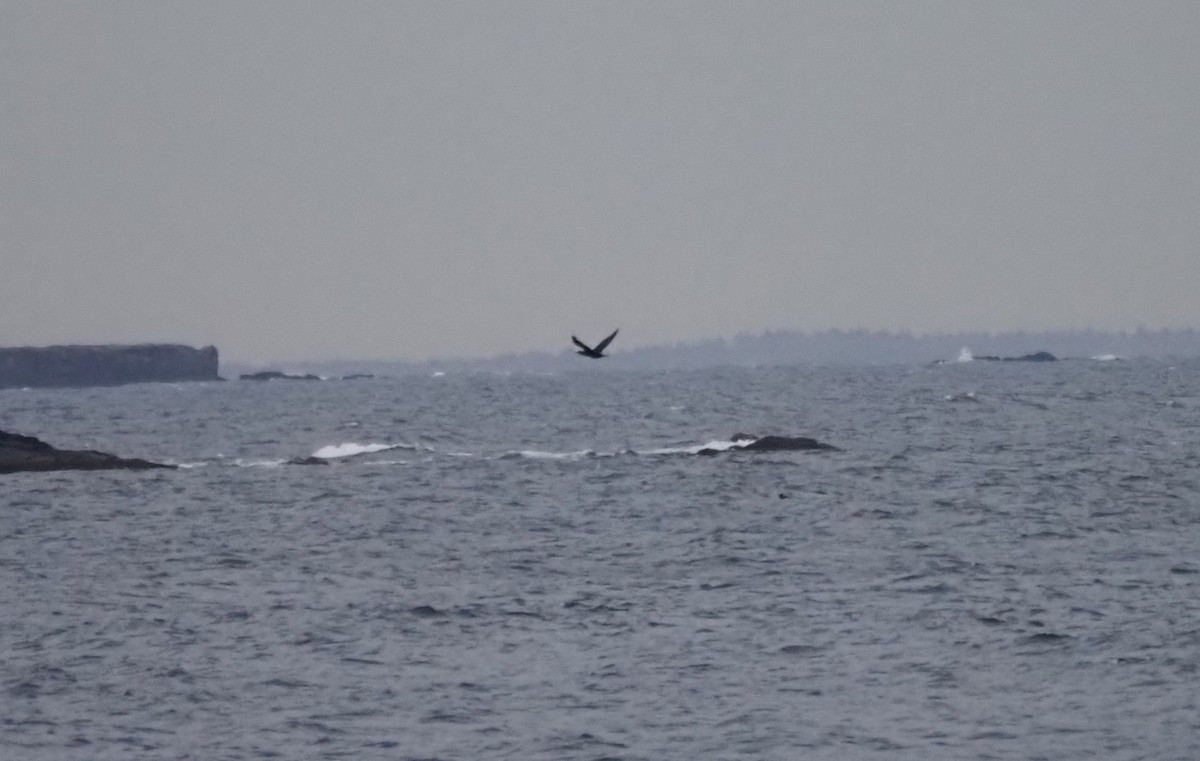 kormorán velký - ML646302252