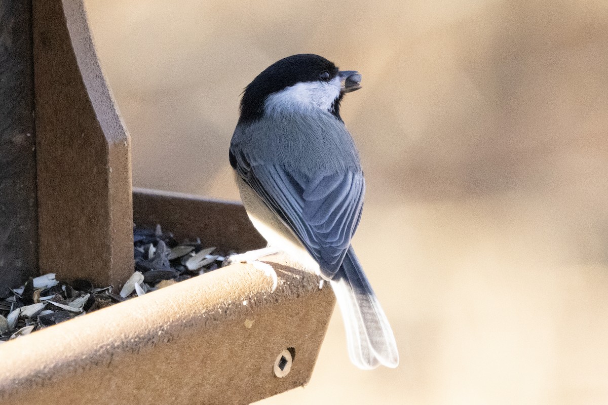 Carolina Chickadee - ML646302253