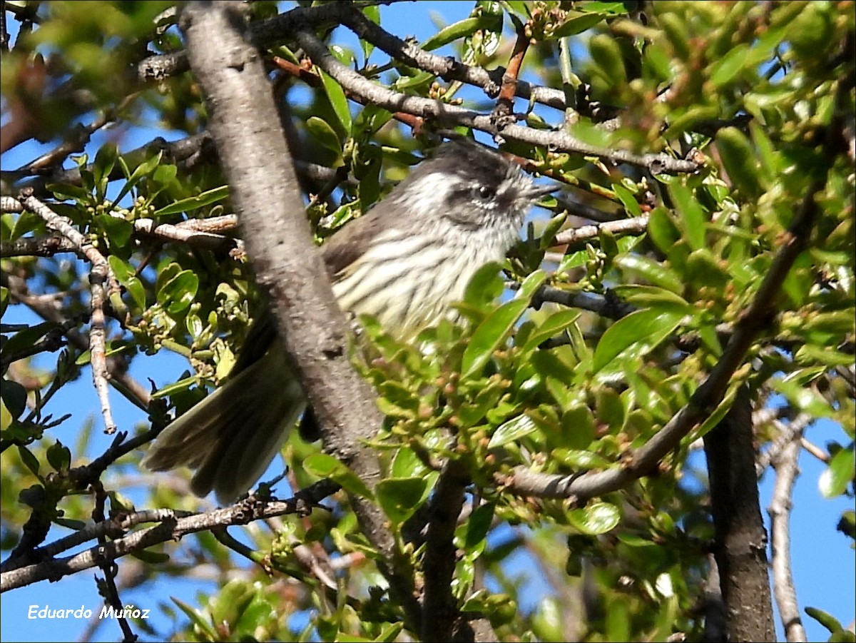 Meisentachurityrann - ML646302254