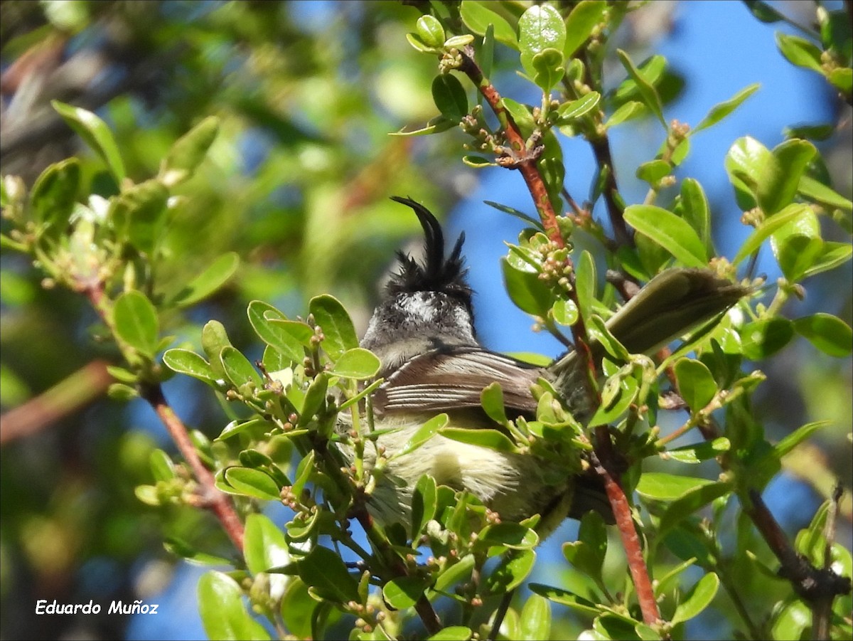 Meisentachurityrann - ML646302255