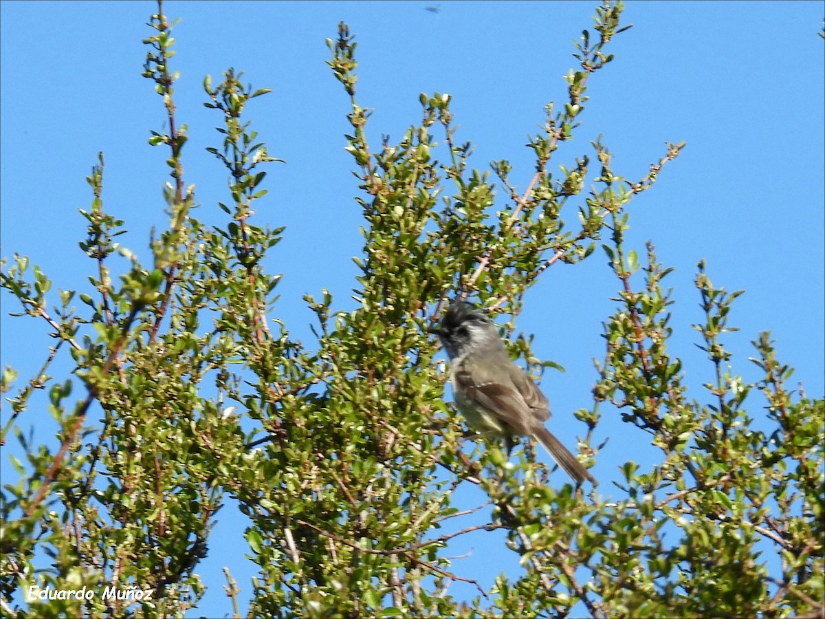 Meisentachurityrann - ML646302256