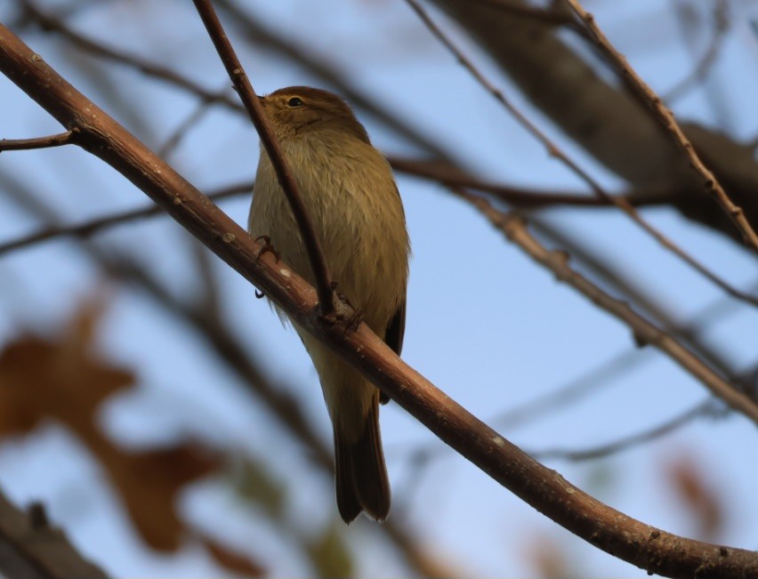 嘰喳柳鶯 - ML646302257