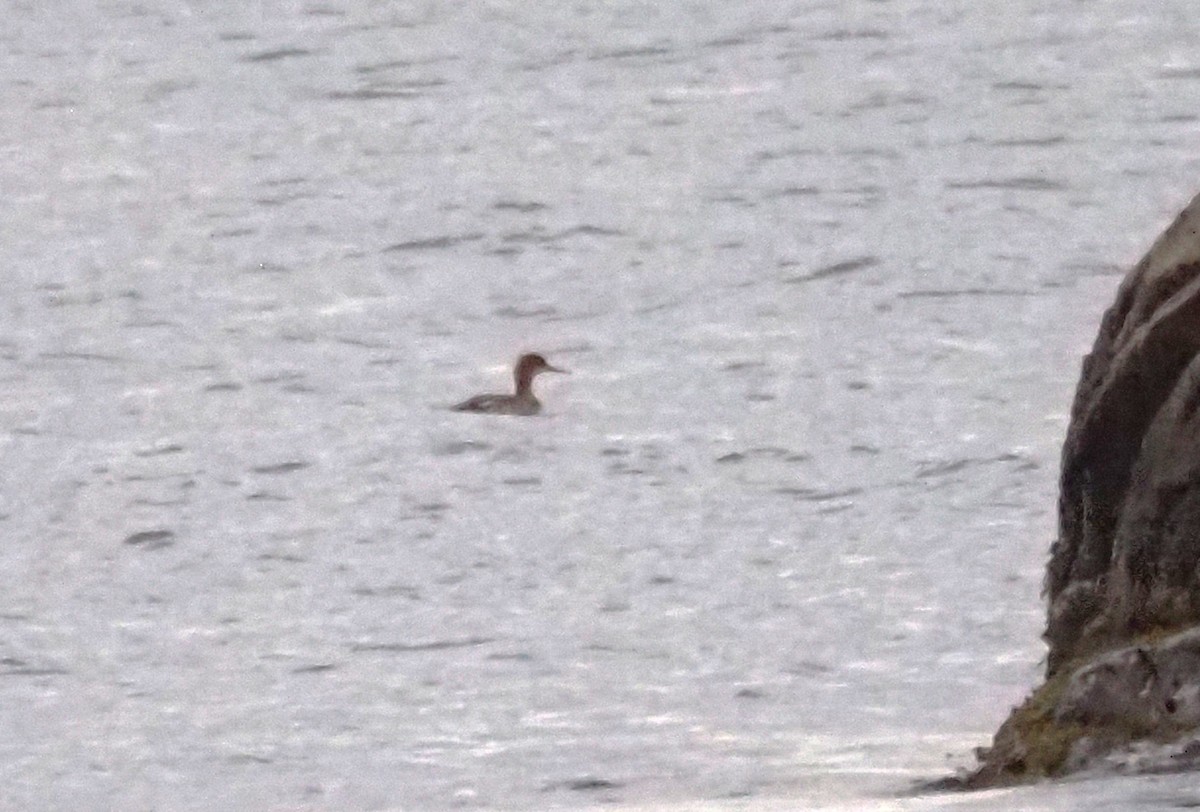 Red-necked Grebe - ML646302258