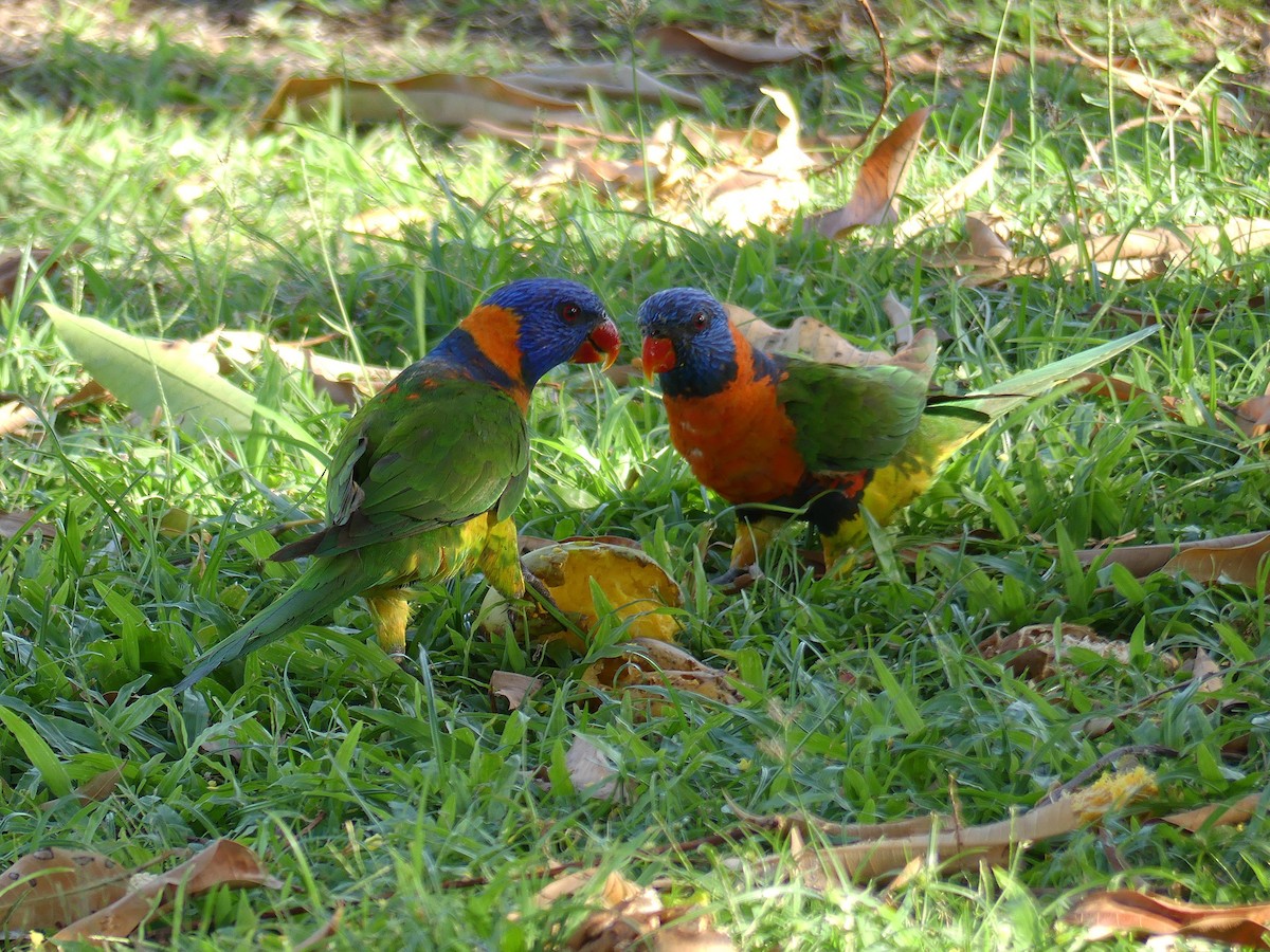Red-collared Lorikeet - ML646302259
