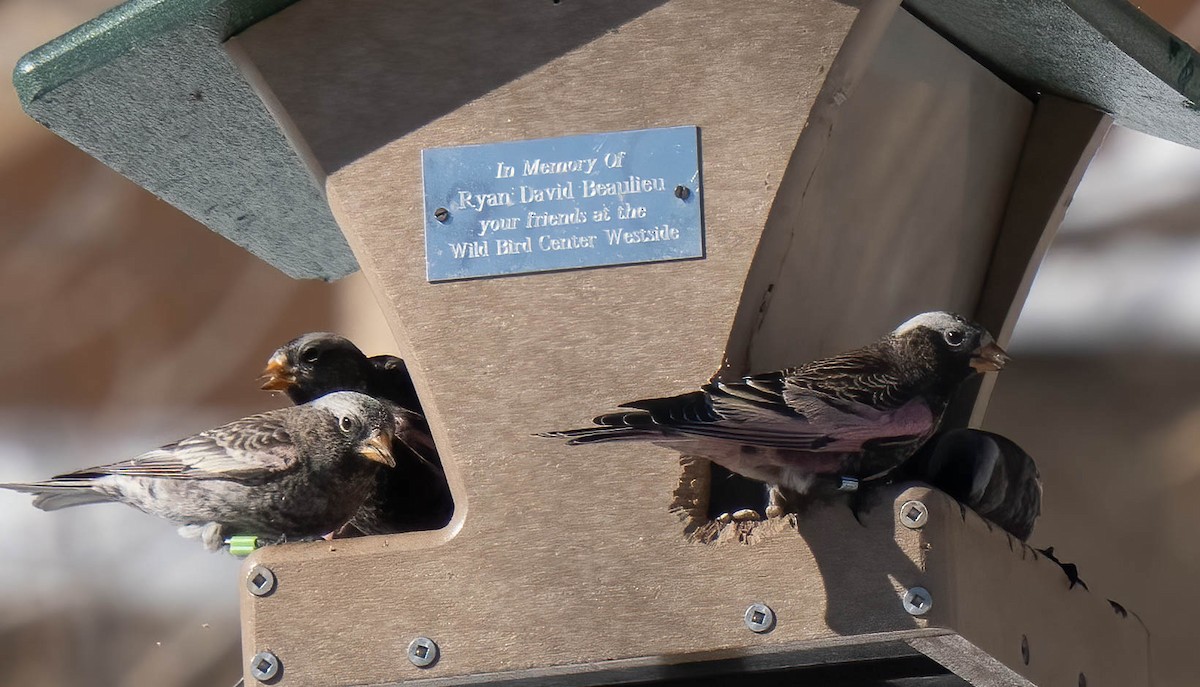 Black Rosy-Finch - ML646302260