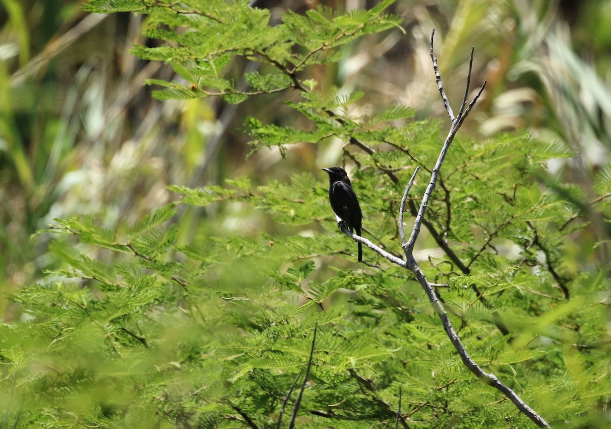 White-winged Black-Tyrant - ML646302261