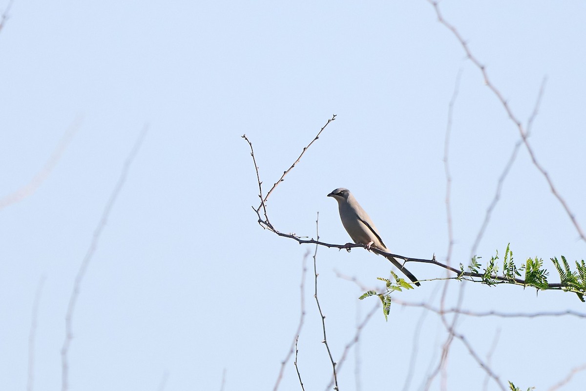 Hypocolius - ML646302264