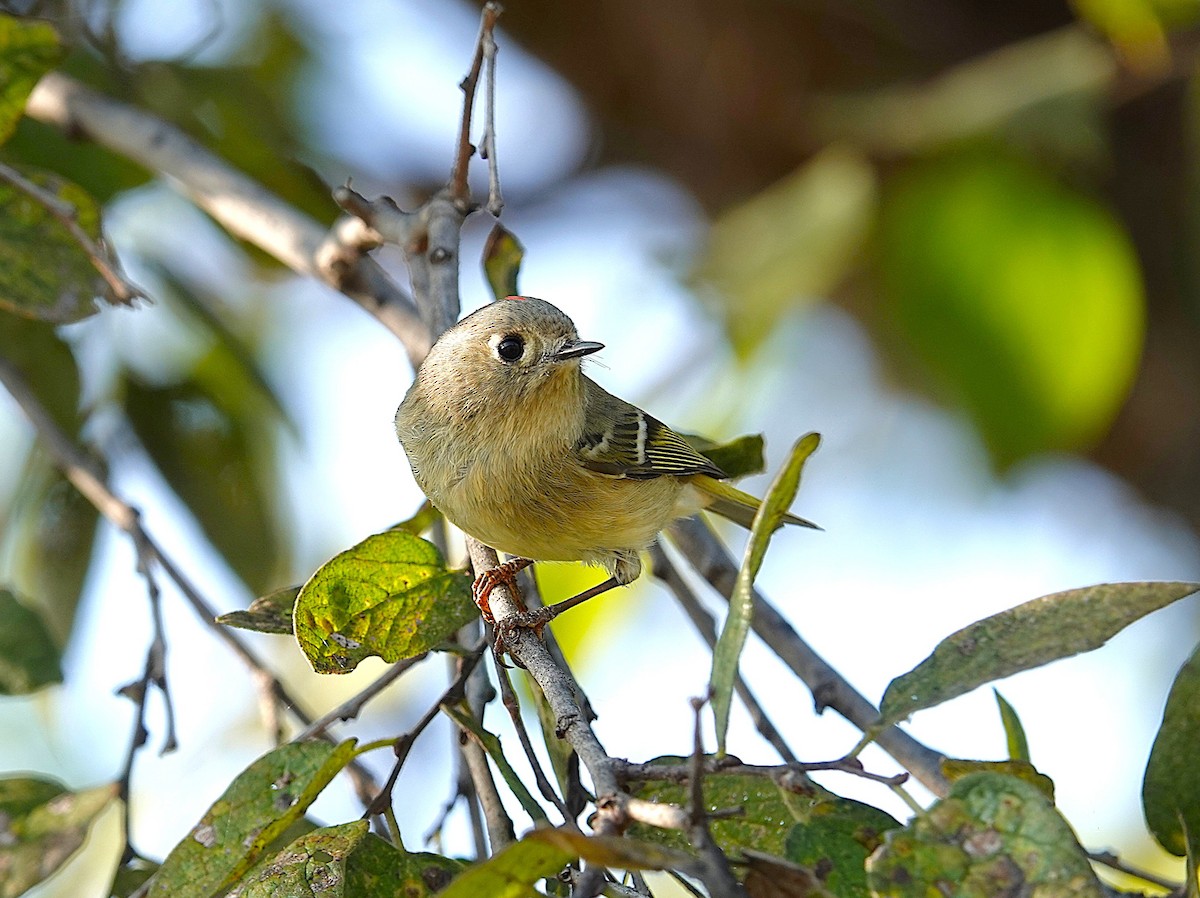 Ruby-crowned Kinglet - ML646302265