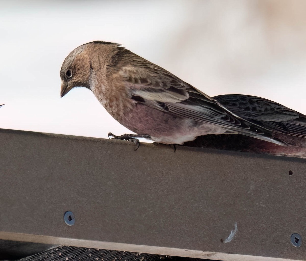 Brown-capped Rosy-Finch - ML646302266