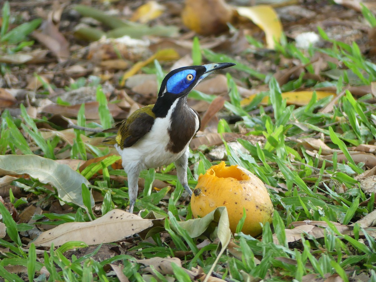 Blue-faced Honeyeater - ML646302267