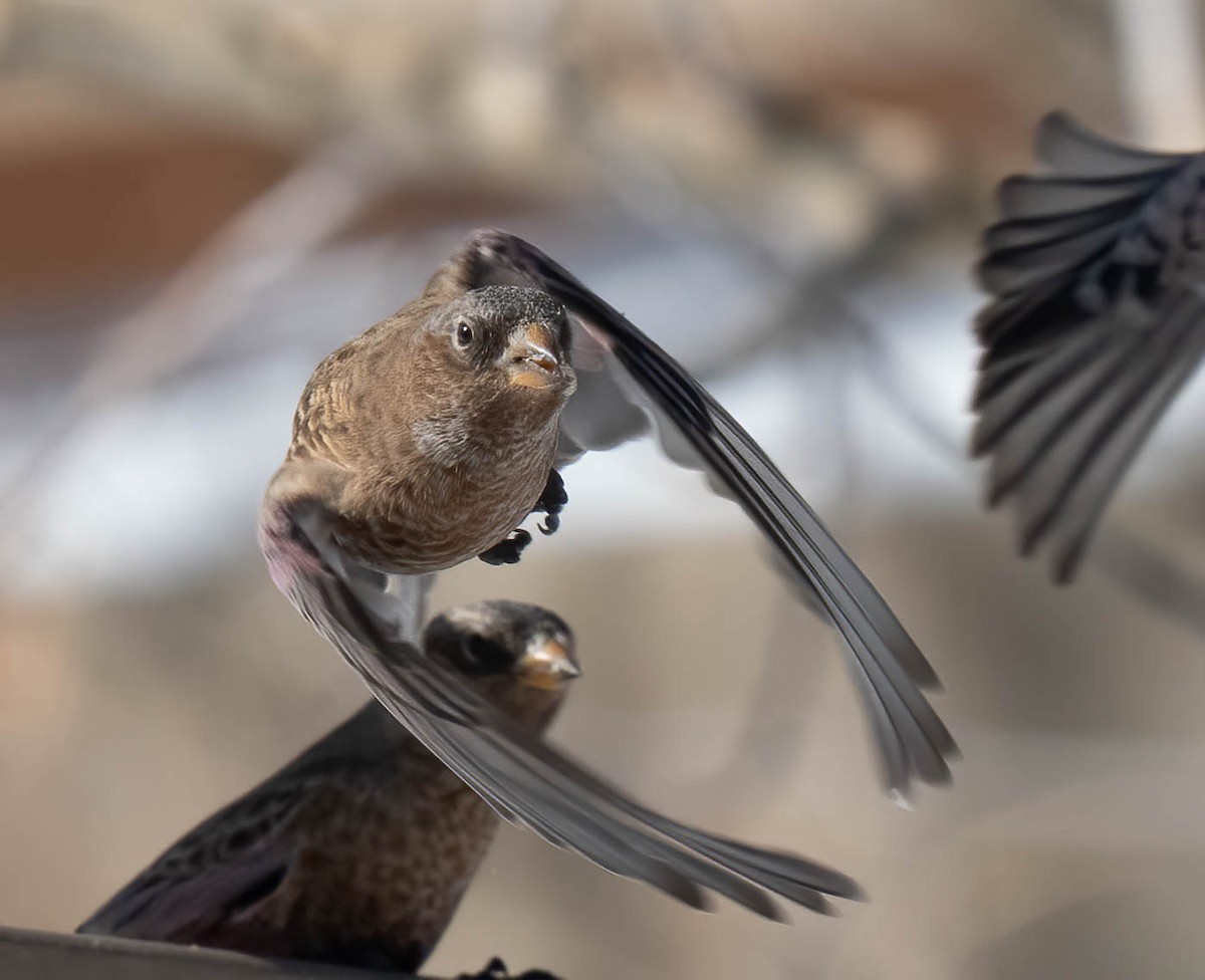 Brown-capped Rosy-Finch - ML646302269
