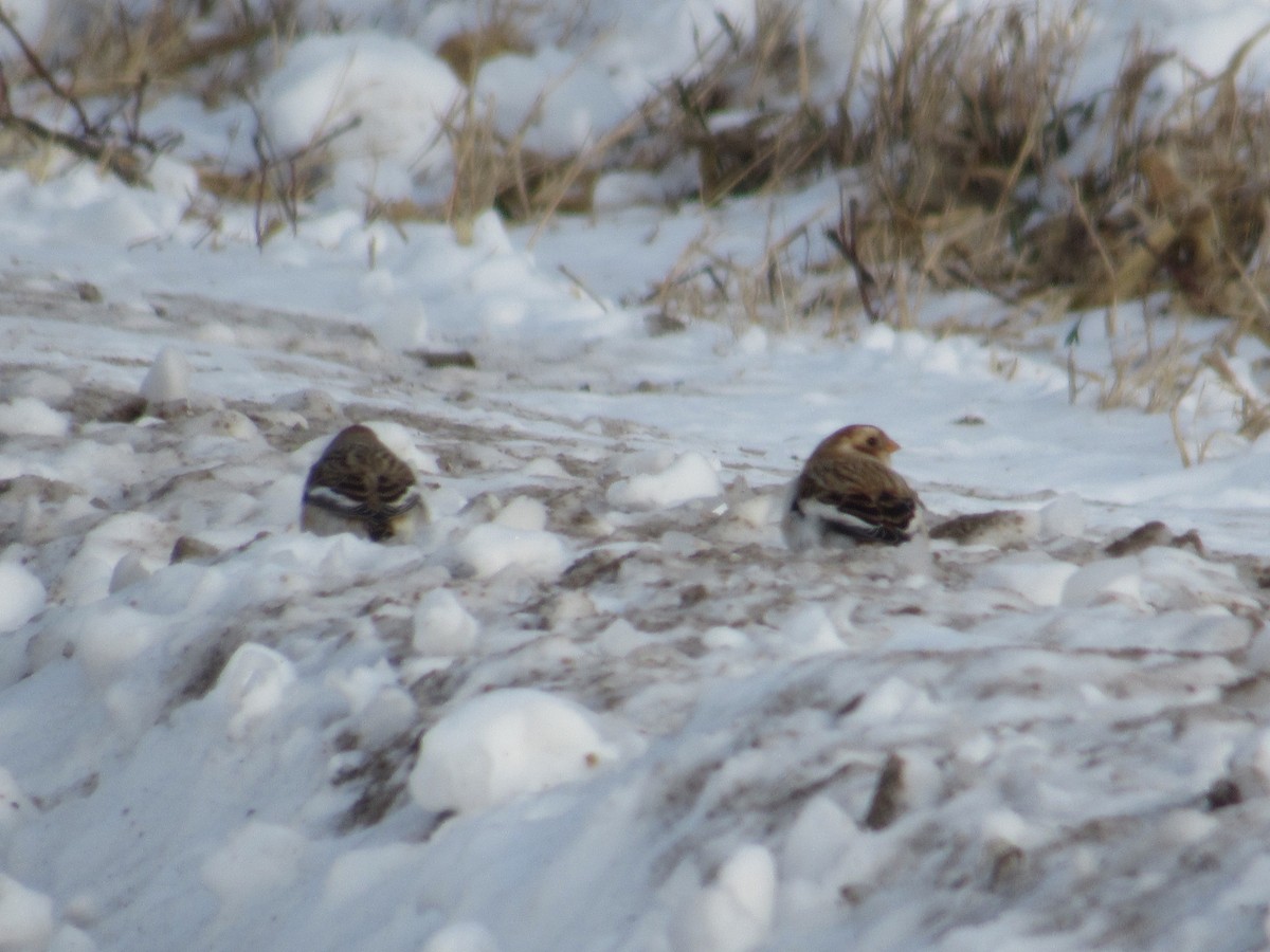 Snow Bunting - ML646302270