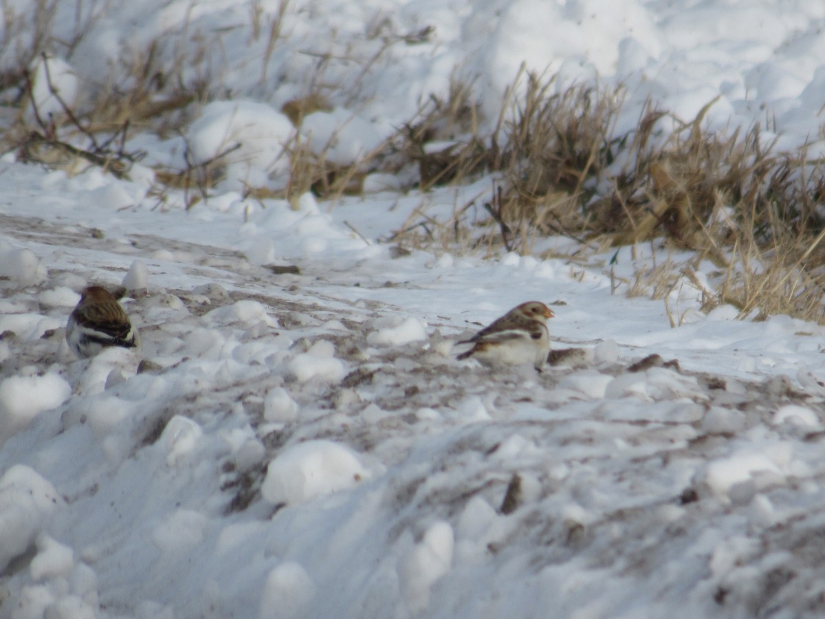 Snow Bunting - ML646302271