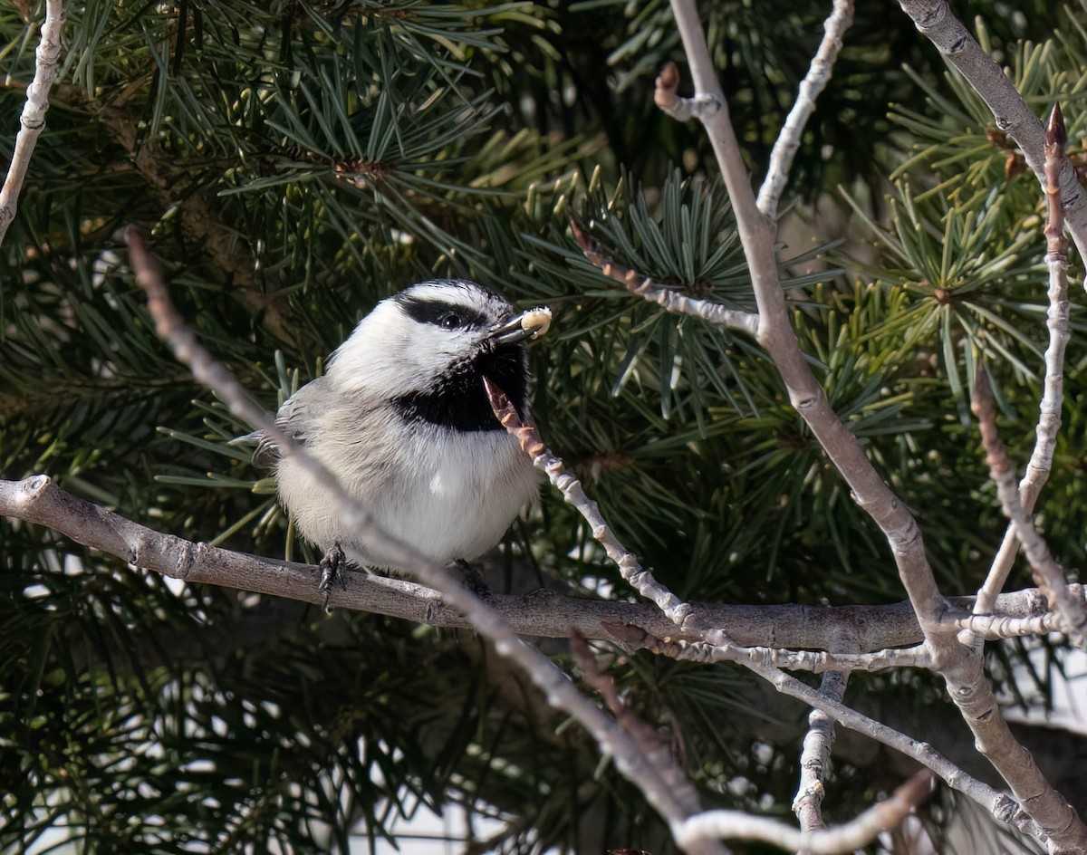 Mountain Chickadee - ML646302272