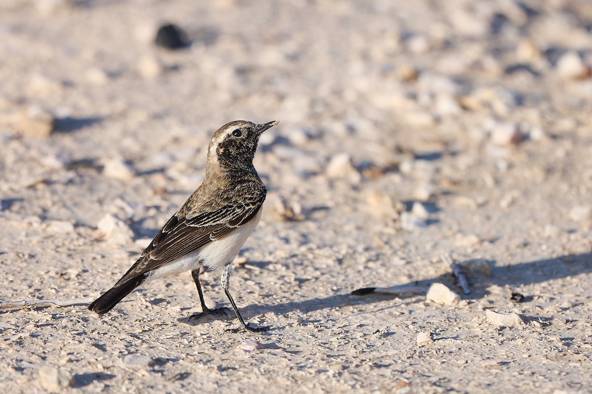 Pied Wheatear - ML646302275