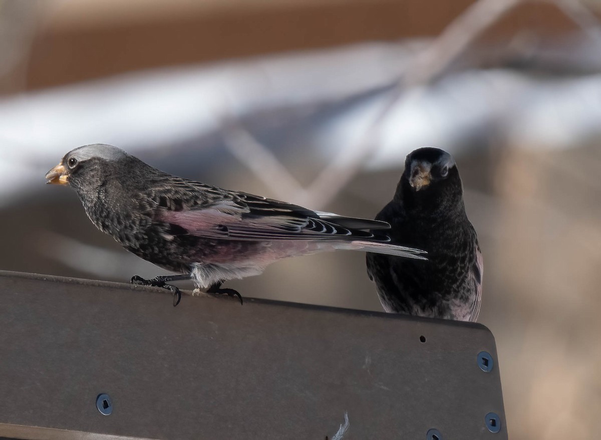 Black Rosy-Finch - ML646302276