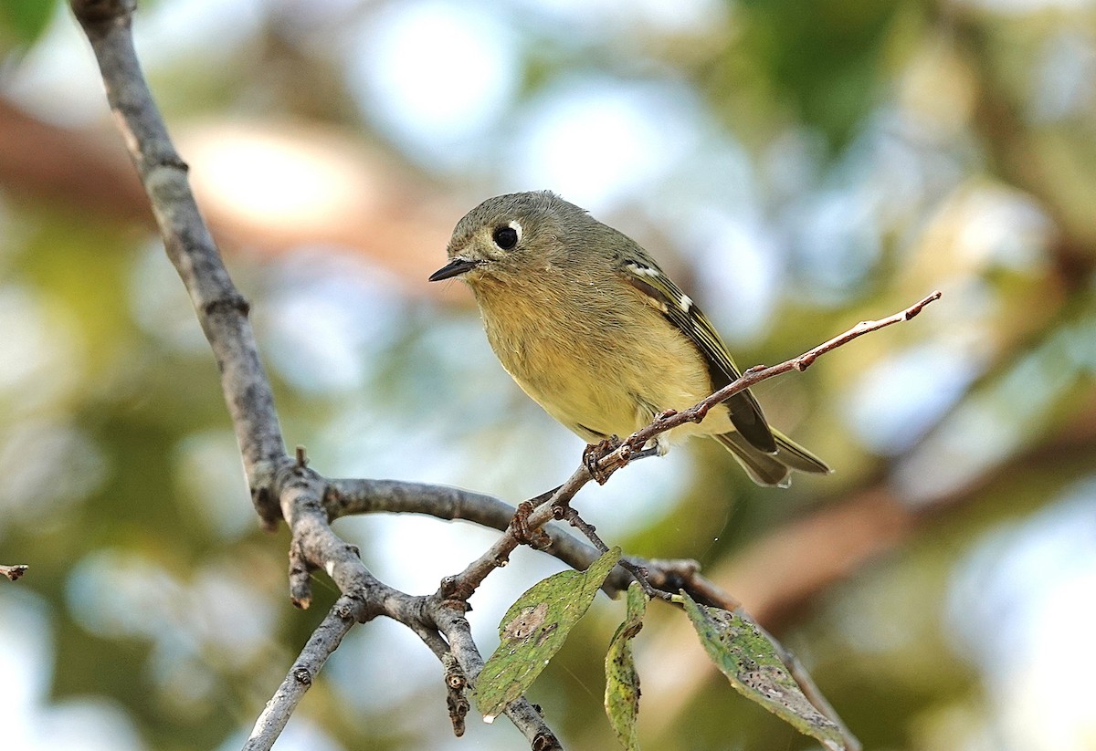Ruby-crowned Kinglet - ML646302280
