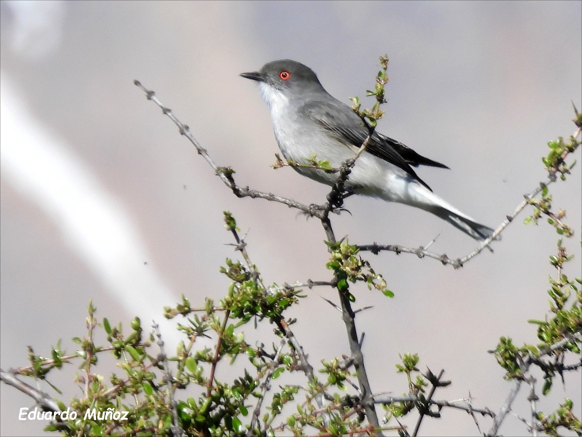 Feueraugen-Scheckentyrann - ML646302281