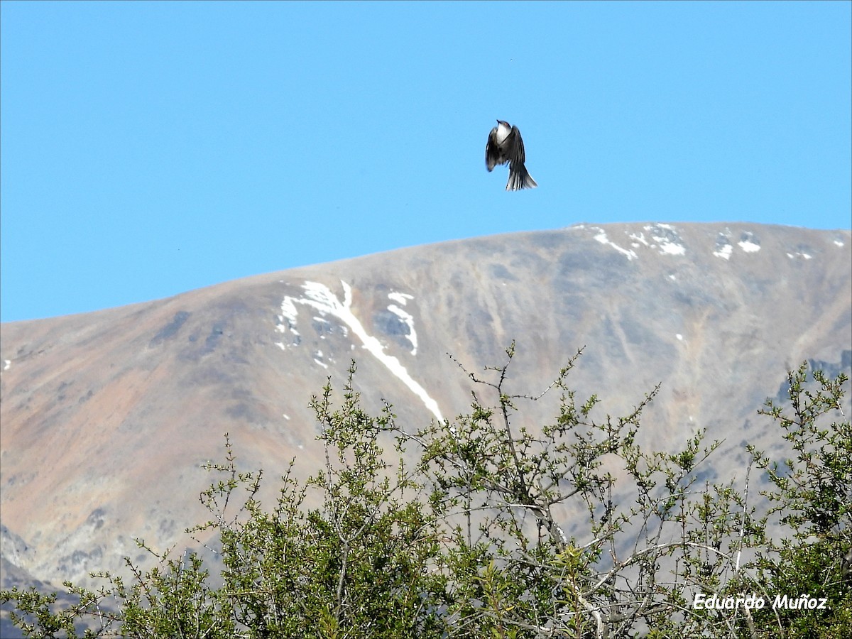 Feueraugen-Scheckentyrann - ML646302282