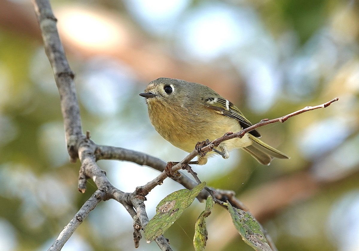 Ruby-crowned Kinglet - ML646302283