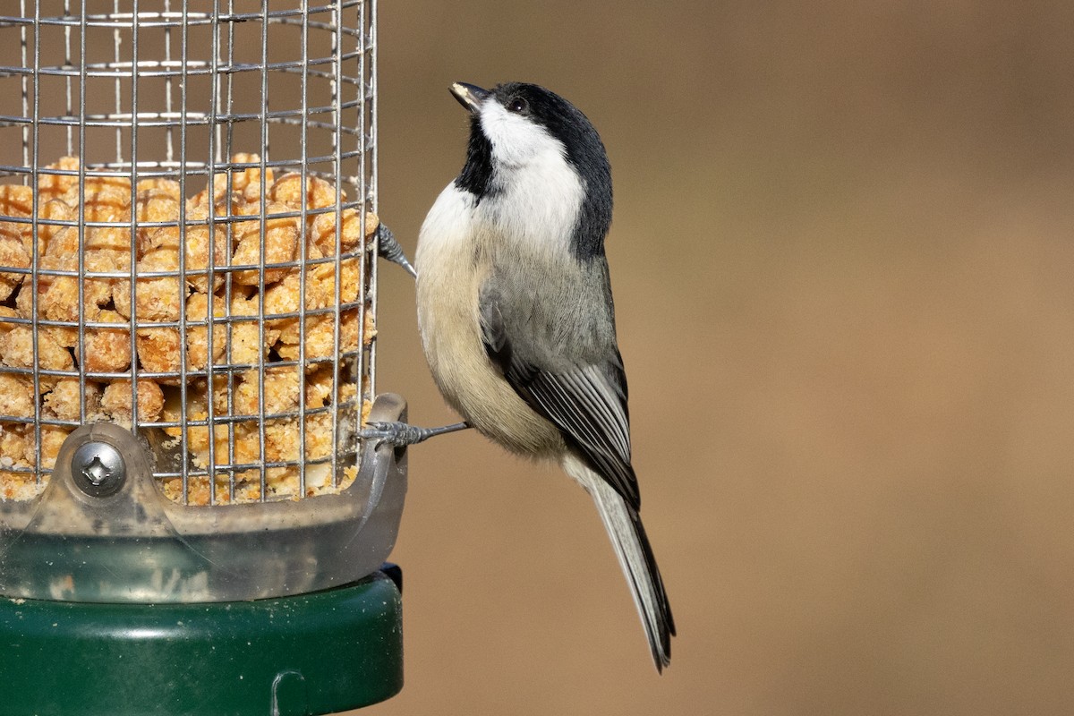 Carolina Chickadee - ML646302284