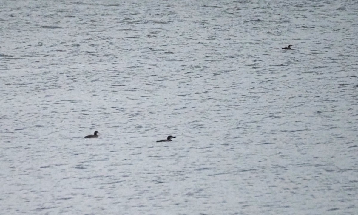 Common Loon - ML646302291