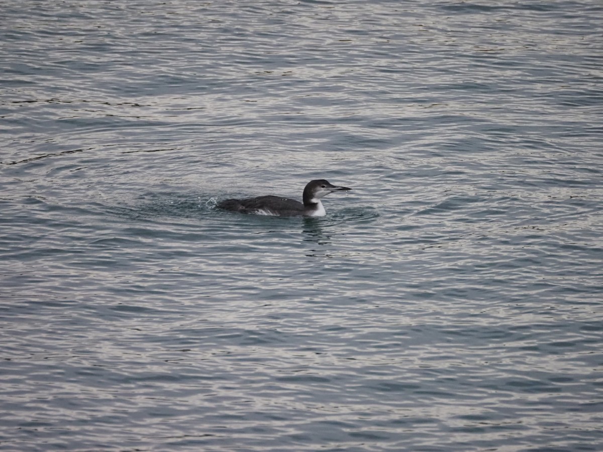 Common Loon - ML646302302