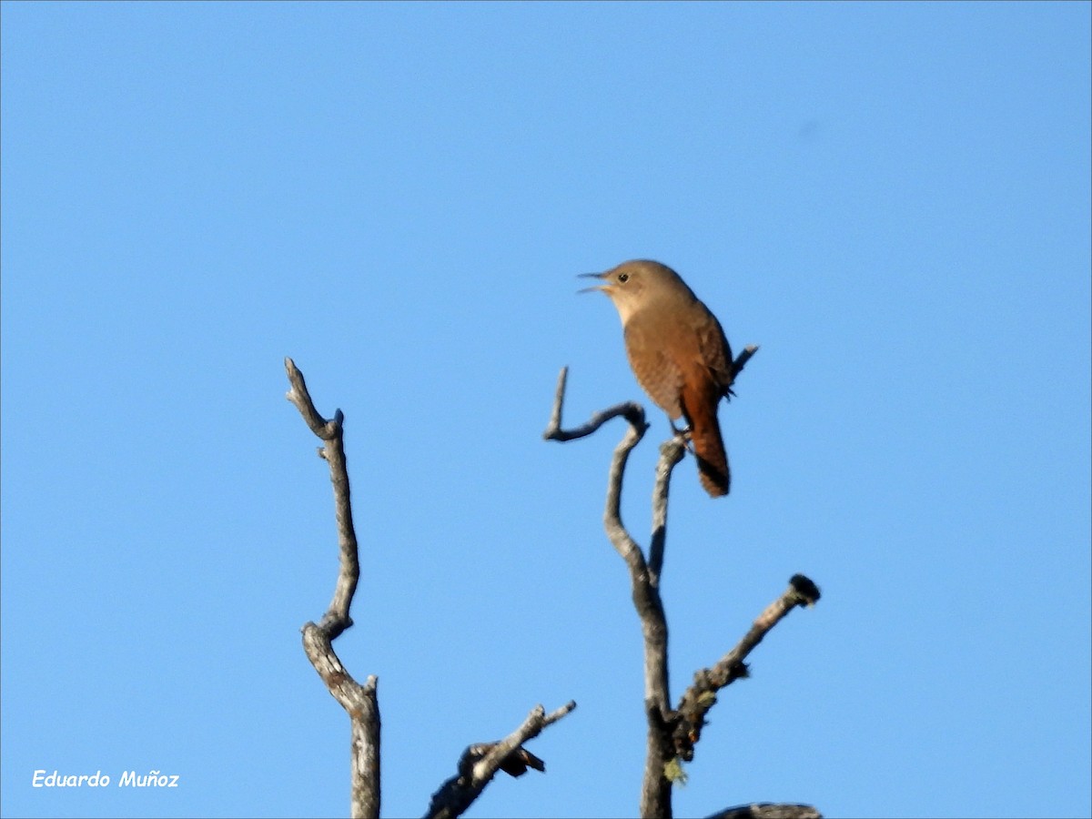 Southern House Wren - ML646302307