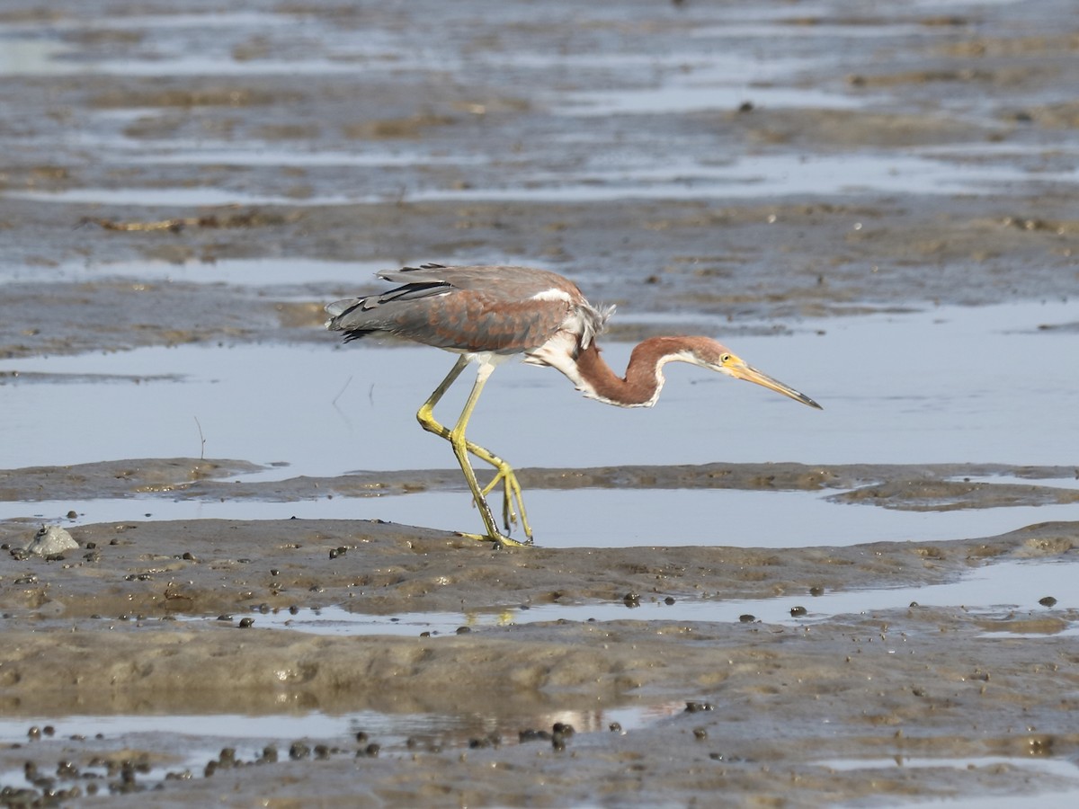 Tricolored Heron - Alta Tanner