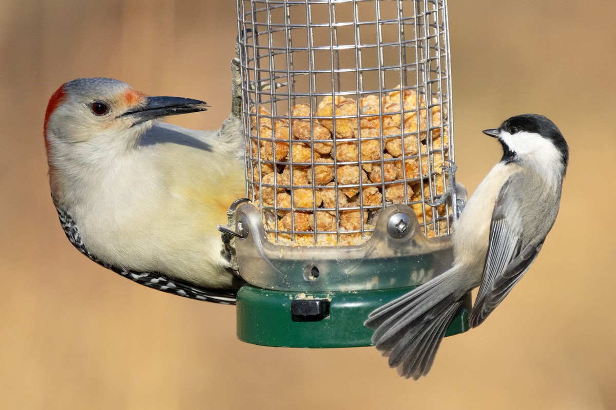 Red-bellied Woodpecker - ML646302312