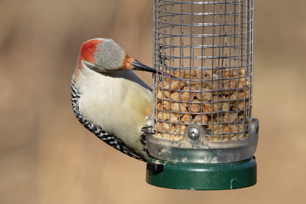 Red-bellied Woodpecker - ML646302314