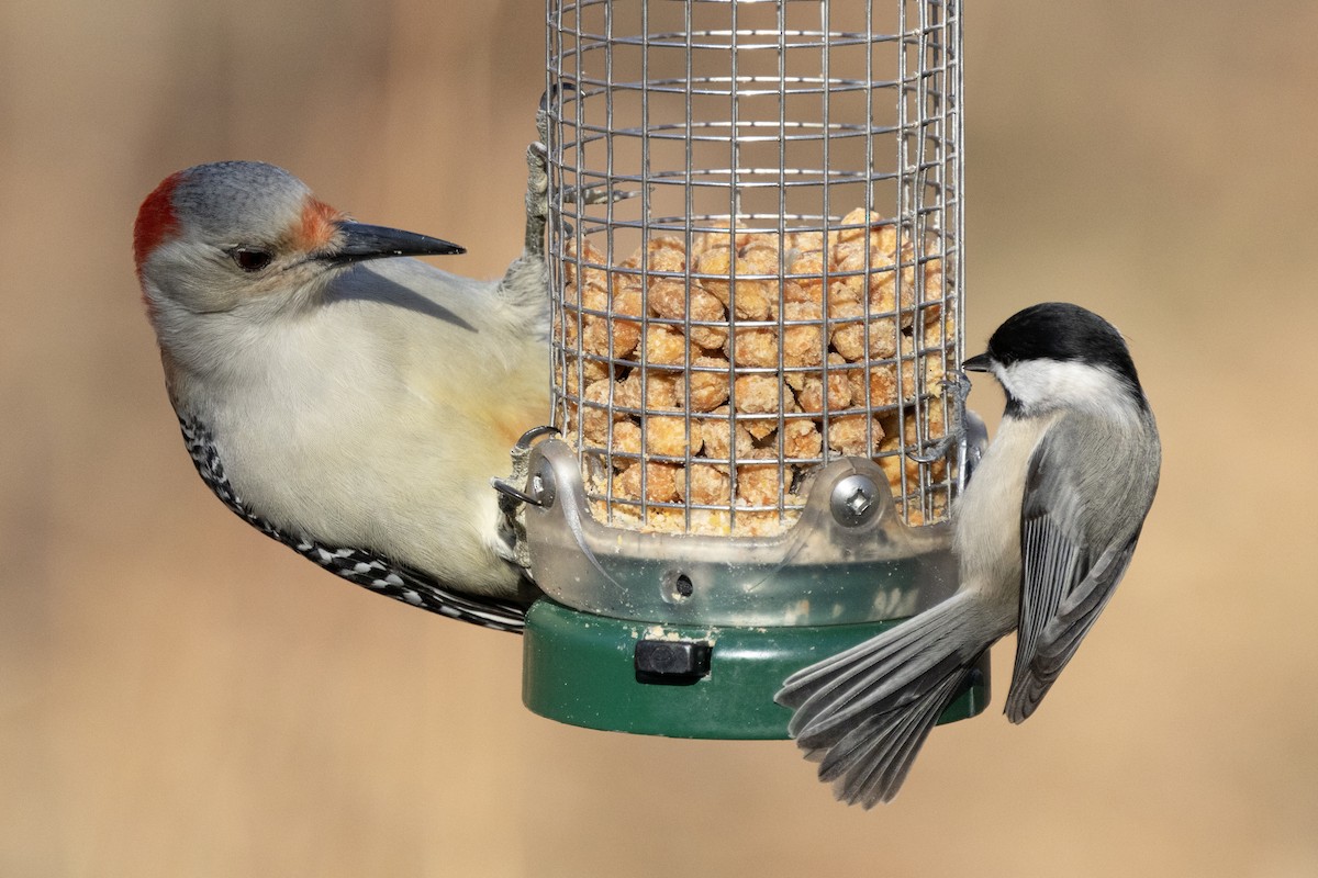 Red-bellied Woodpecker - ML646302315