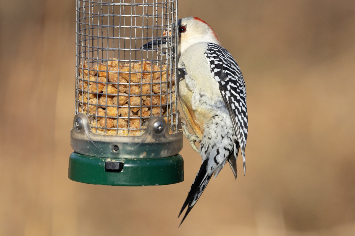 Red-bellied Woodpecker - ML646302316