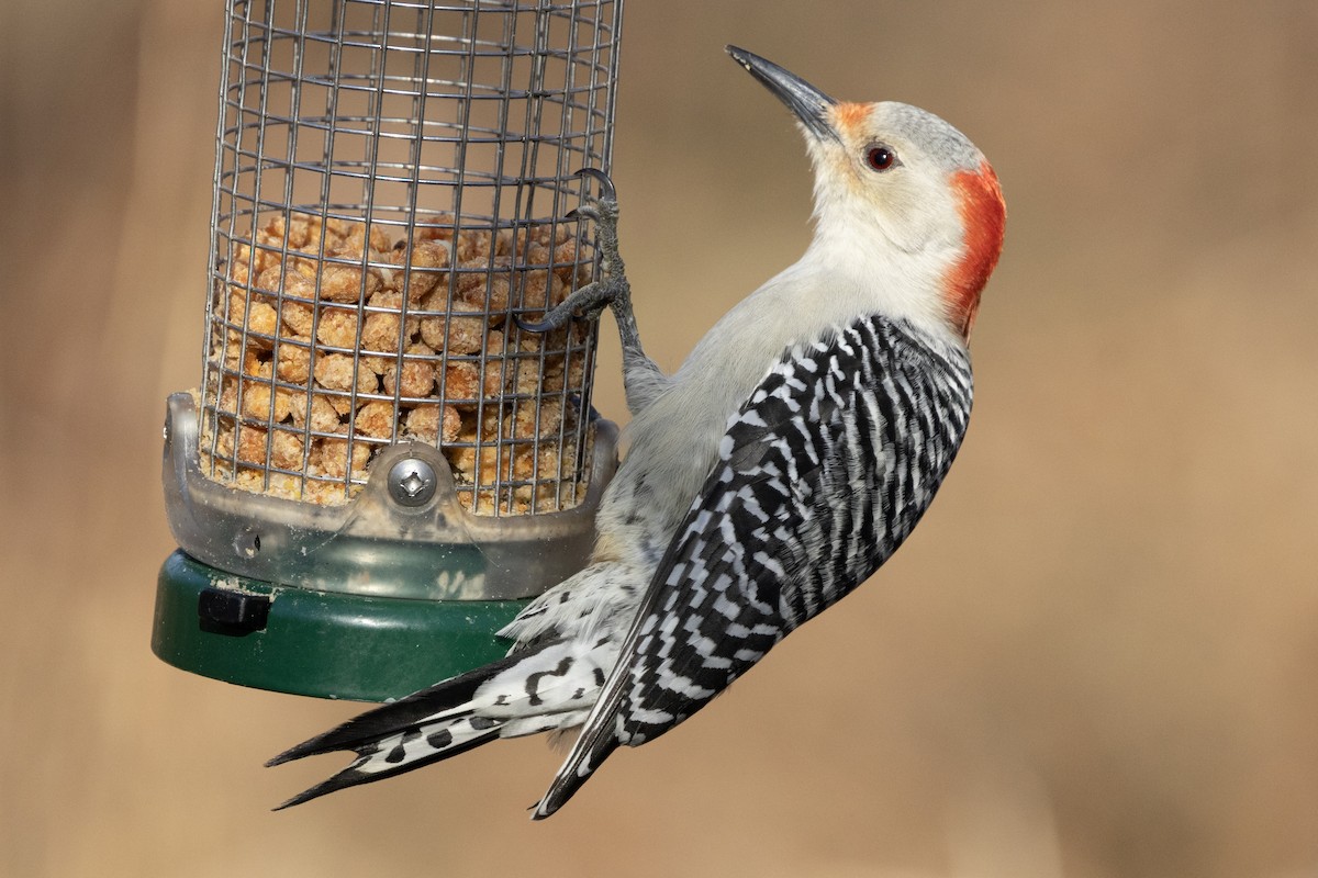 Red-bellied Woodpecker - ML646302317
