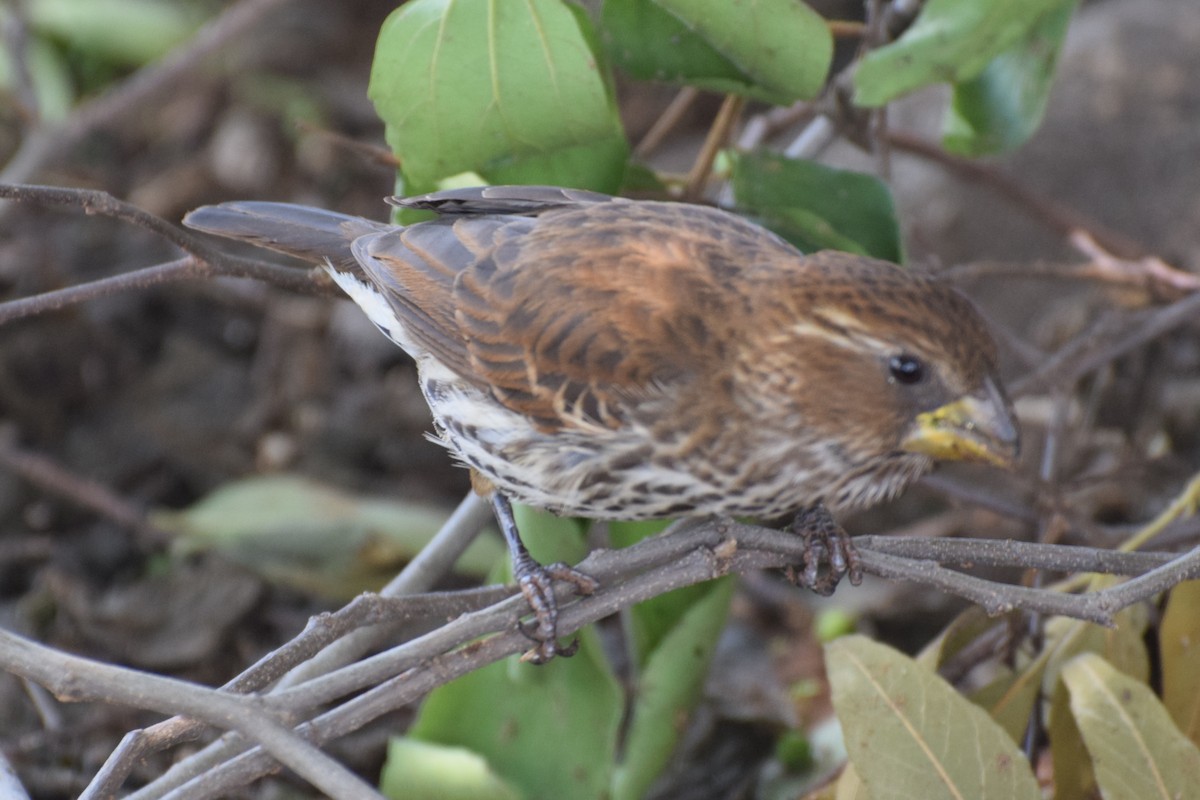 家麻雀 - ML646302319