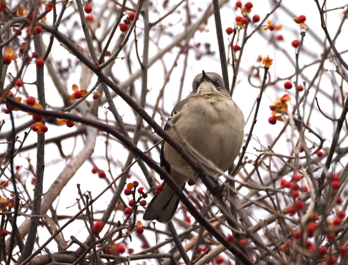 Northern Mockingbird - ML646302320