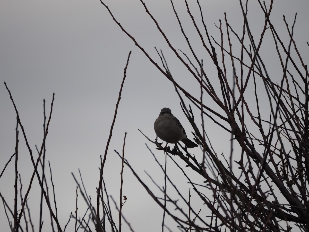 Northern Mockingbird - ML646302321