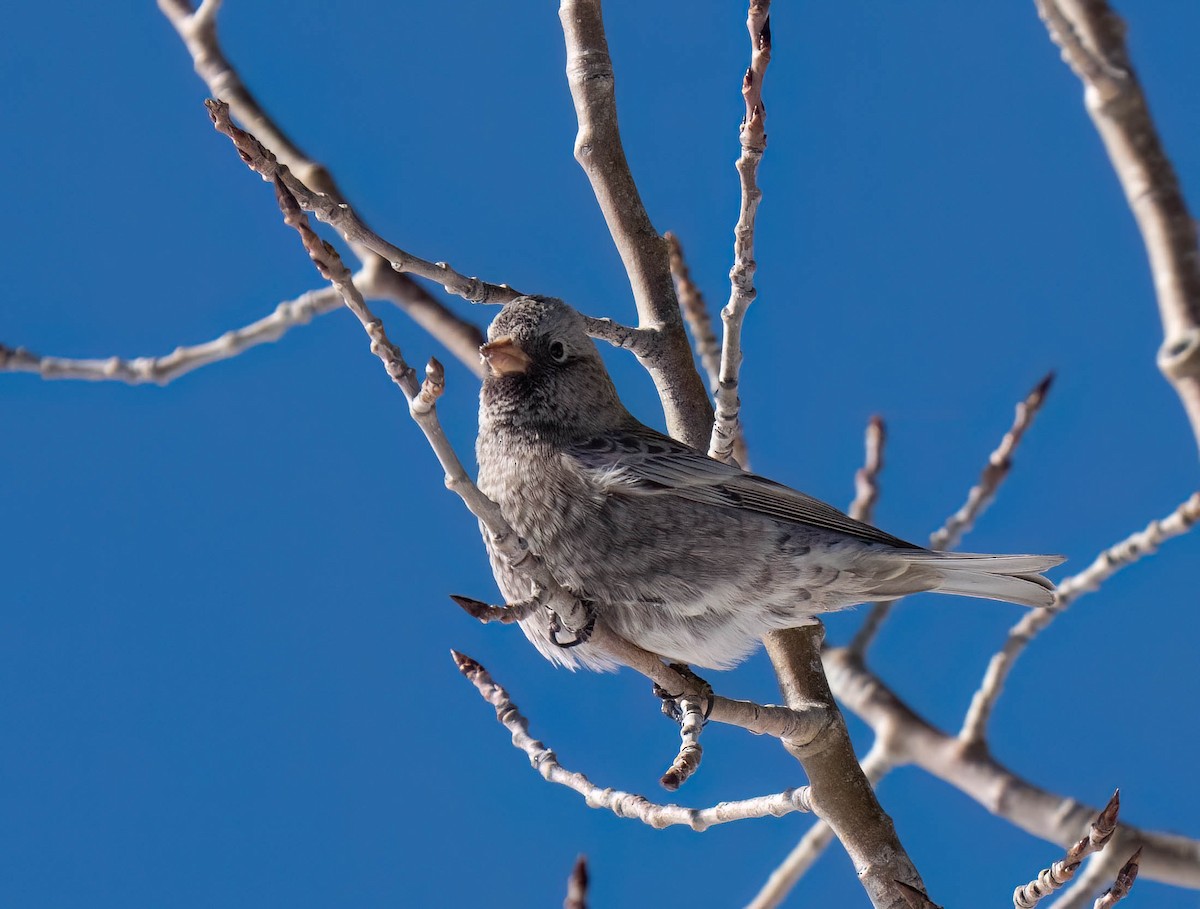 Gray-crowned Rosy-Finch (Hepburn's) - ML646302322