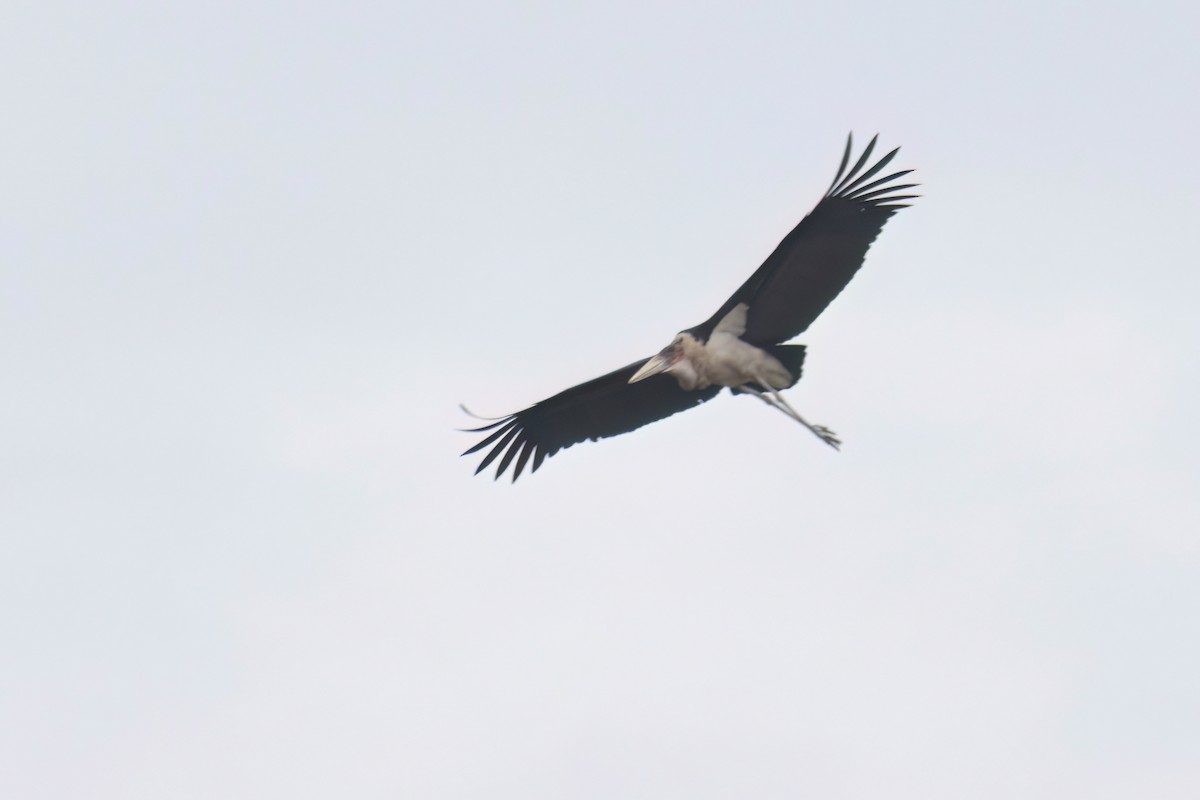 Marabou Stork - ML646302323