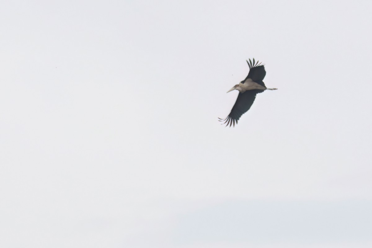 Marabou Stork - ML646302324