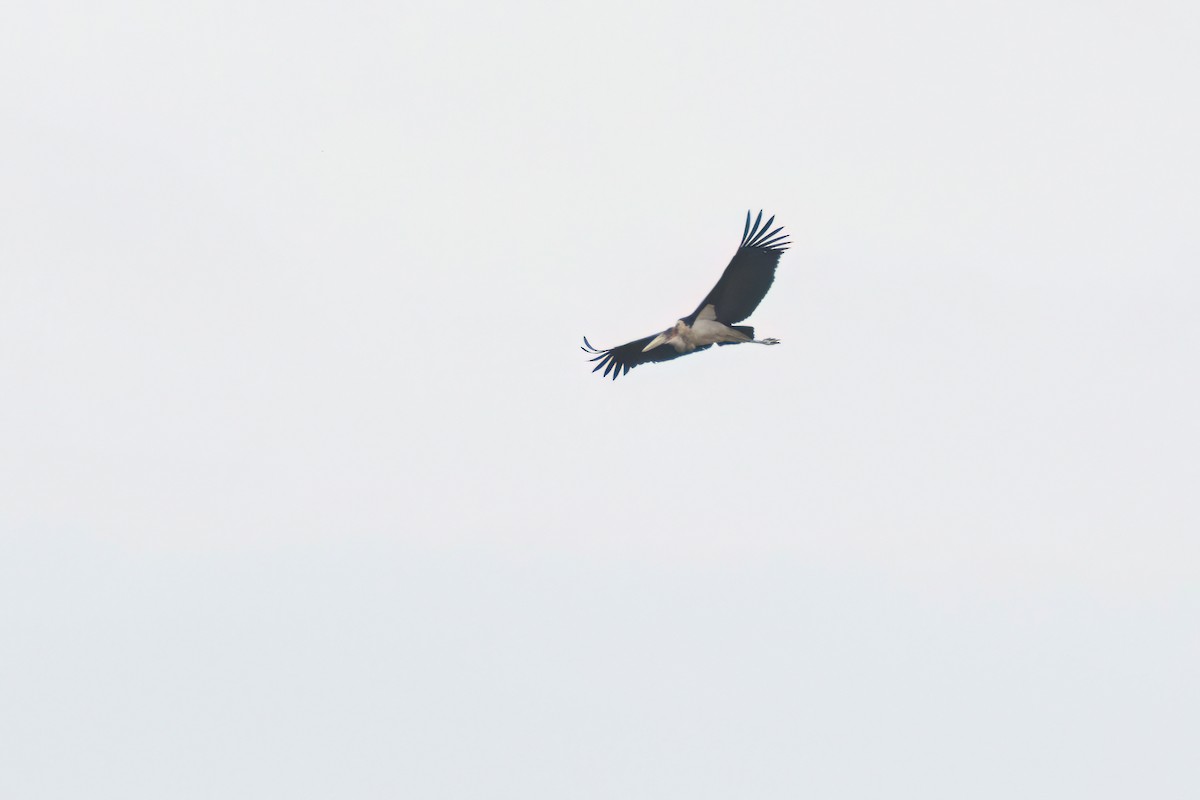 Marabou Stork - ML646302325