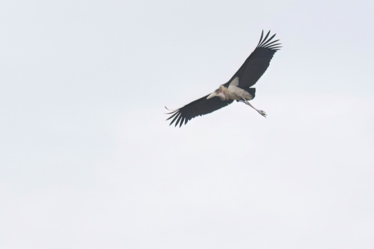 Marabou Stork - ML646302327