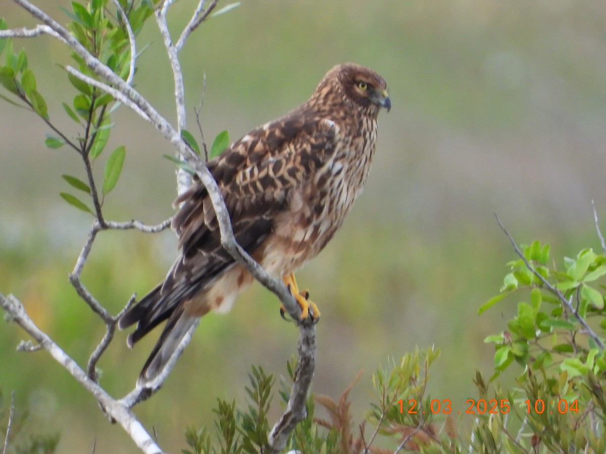 Northern Harrier - ML646302329