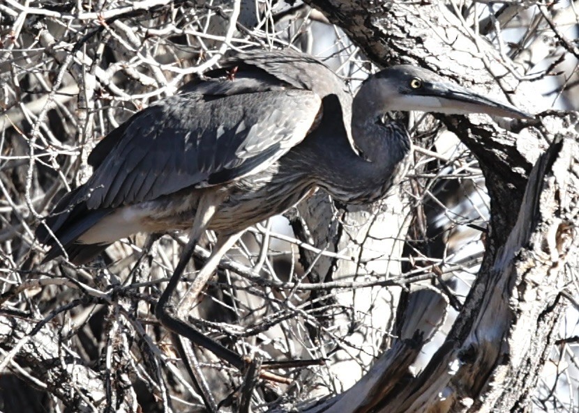 Great Blue Heron - ML646302330
